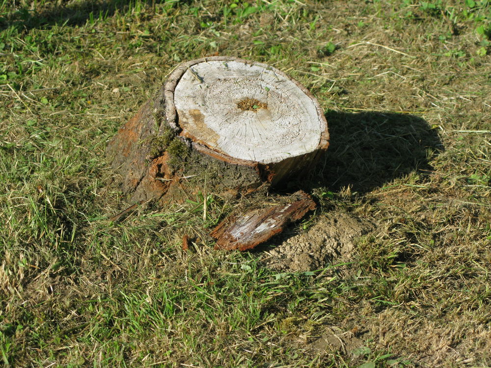 rognage de  souche 0 01340 Montrevel-en-bresse