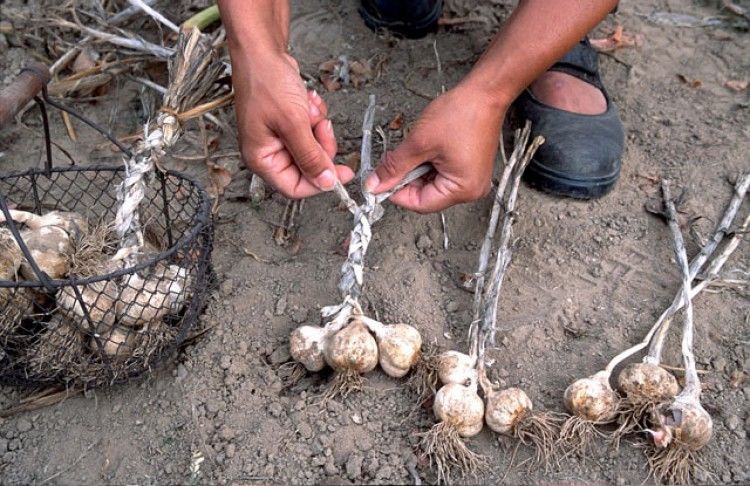 Recherche un emploi le triage et pr&eacute;parer l'ail
0 46090 Le montat