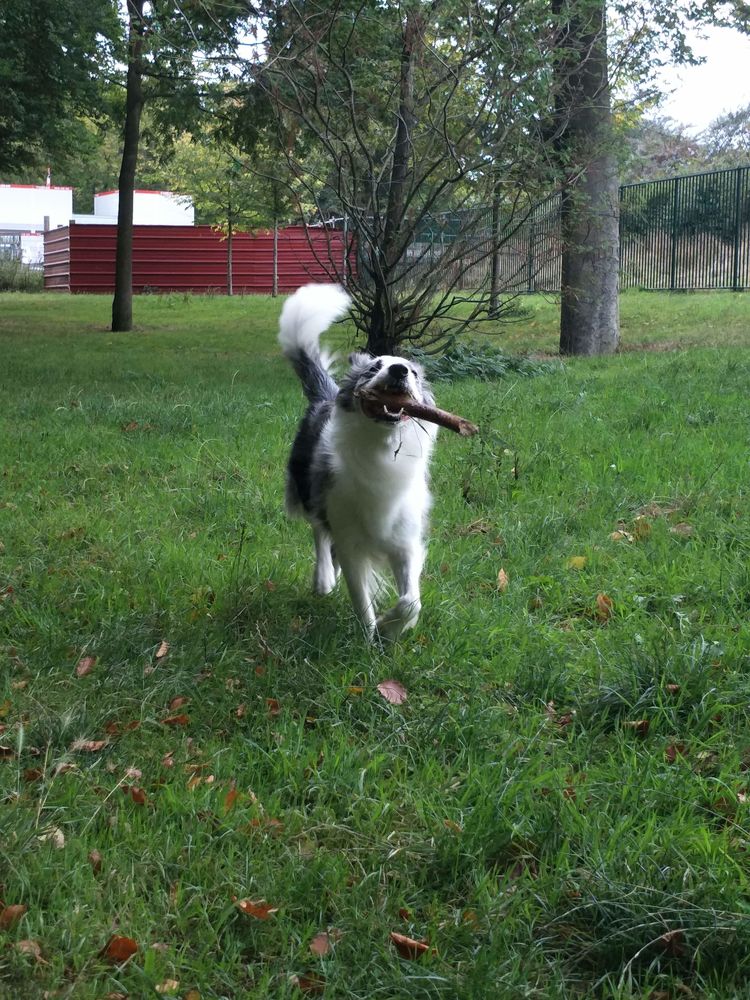 Nounou pour toutous 0 76300 Sotteville-l�s-rouen