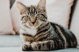 Cat sitting 0 75015 Paris