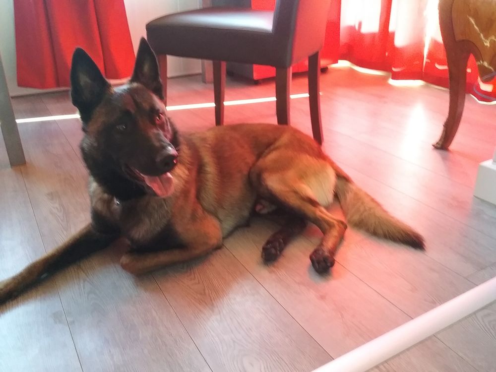 GARDE DE CHIENS 0 29217 Plougonvelin