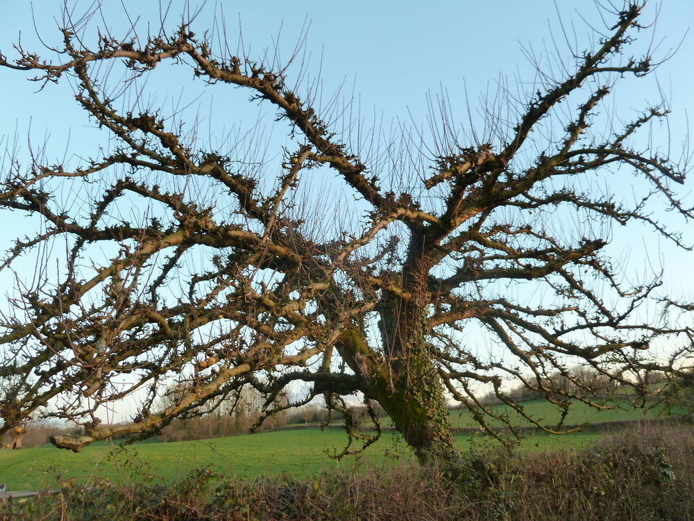 Taille Arbres Fruitiers Rosiers Annonce Service Travaux Reparations Jardinage A Poitiers Wl