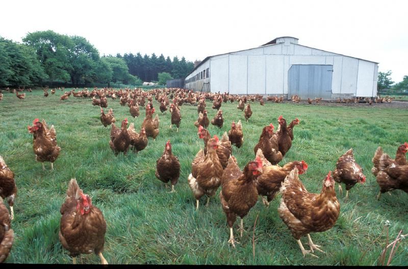 Recherche un emploi dans un &eacute;levage avicole 0 46090 Le montat