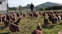   Recherche un emploi dans un élevage avicole 
