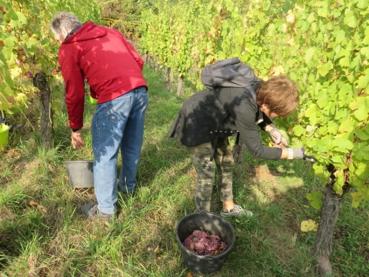 Recherche un emploi cueilleur de raisin de table 0 46090 Le montat