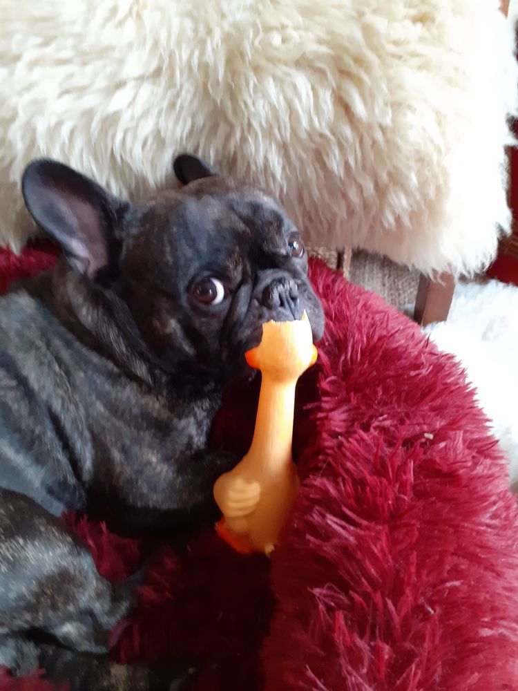 Gardes chiens 0 75018 Paris