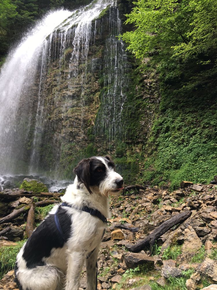 Garde de chien (femelle) 0 69290 Craponne