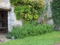 Jardinage - Entretien de jardin 0 34080 Montpellier
