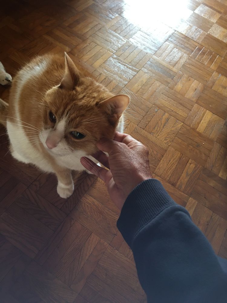 Garde chat ou rongeur pendant vos absences 0 95600 Eaubonne