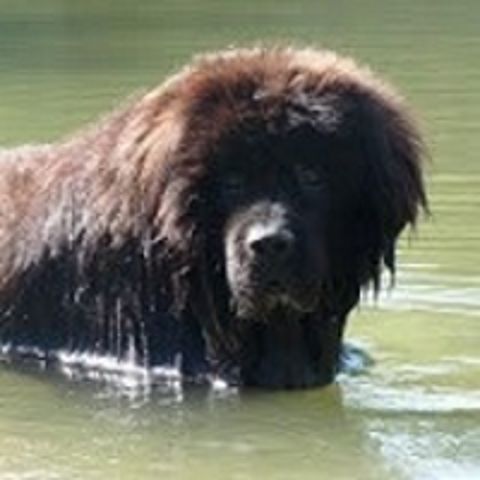 Garde d'animaux a votre domicile sur Montpellier et environs 0 34090 Montpellier