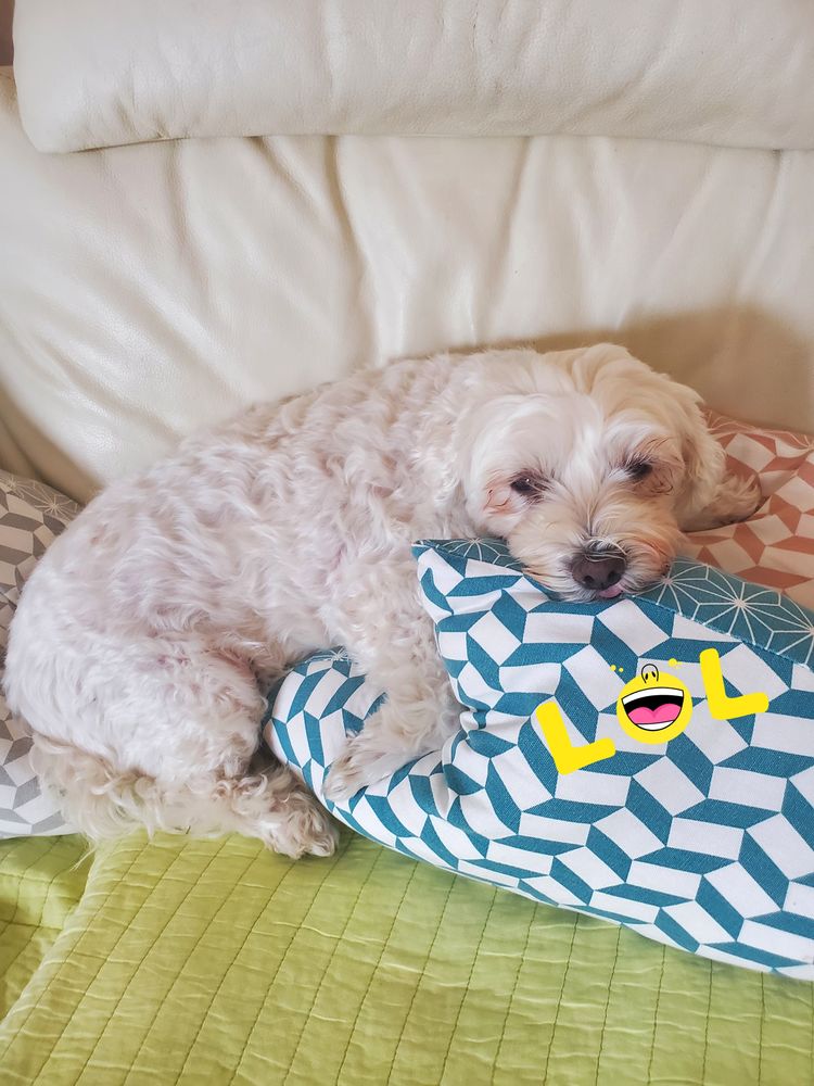 Garde de vos petits toutous 0 59650 Villeneuve-d'ascq