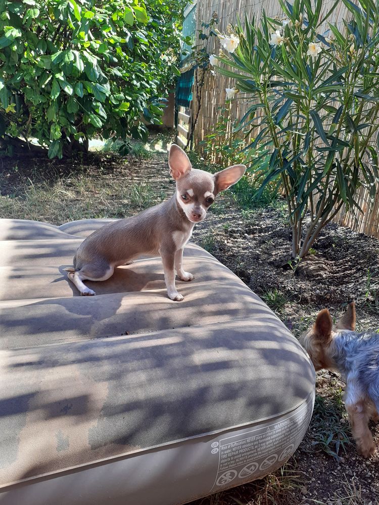 NOUNOU TOUTOU 0 26120 Montvendre