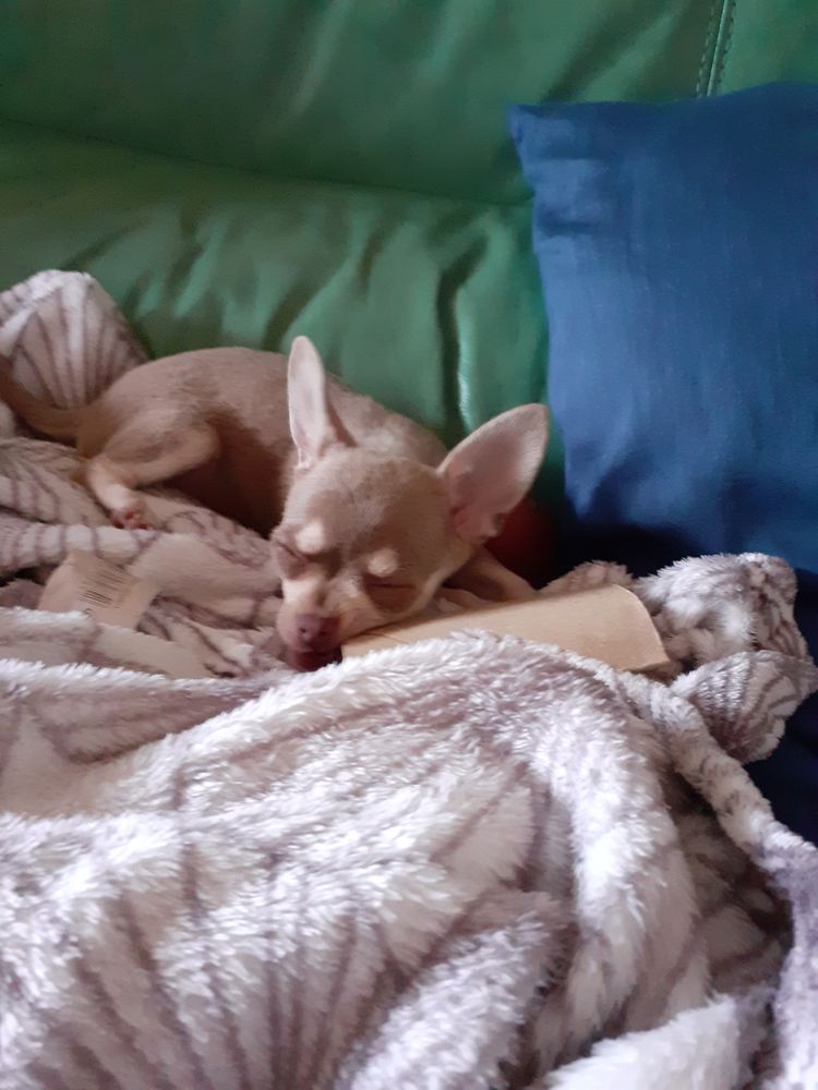 Gardiennage animaux 0 26120 Montvendre