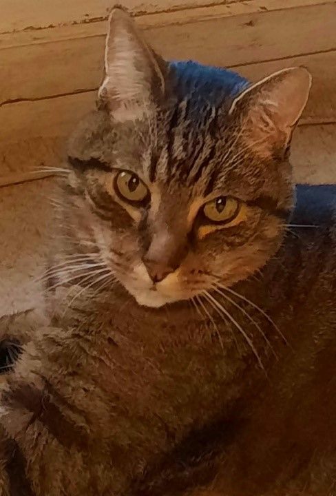 garde temporaire de chat 0 34600 B�darieux