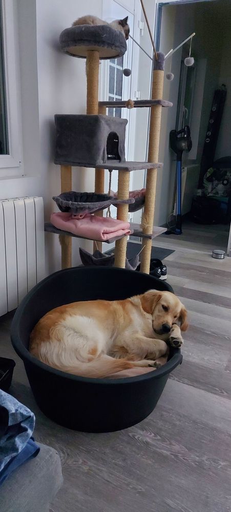 Petsitter / garde animaux 0 77400 Dampmart