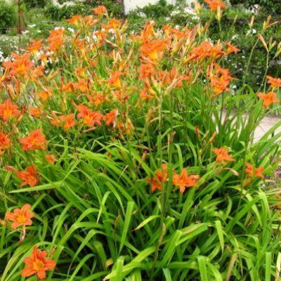 Besoin d'aide au jardin? 0 95820 Bruy�res-sur-oise