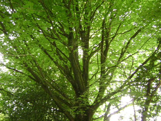 Jardinier CESU Qualifi&eacute; - Exp&eacute;riment&eacute; entretien vos jardins 0 22000 Saint-brieuc