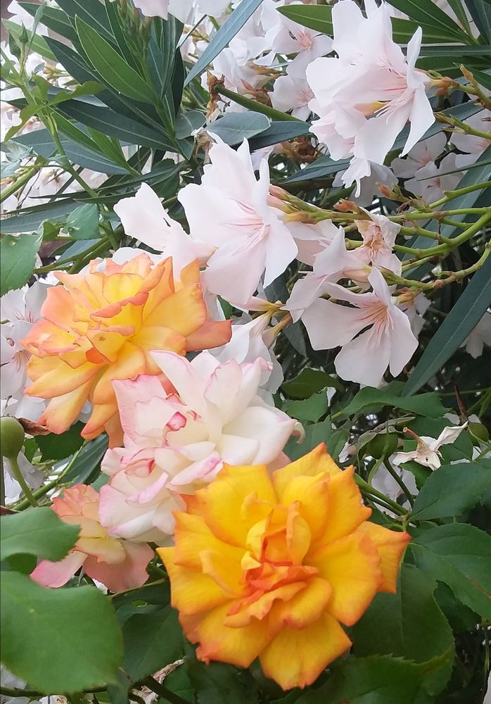 garde personne 0 81000 Albi