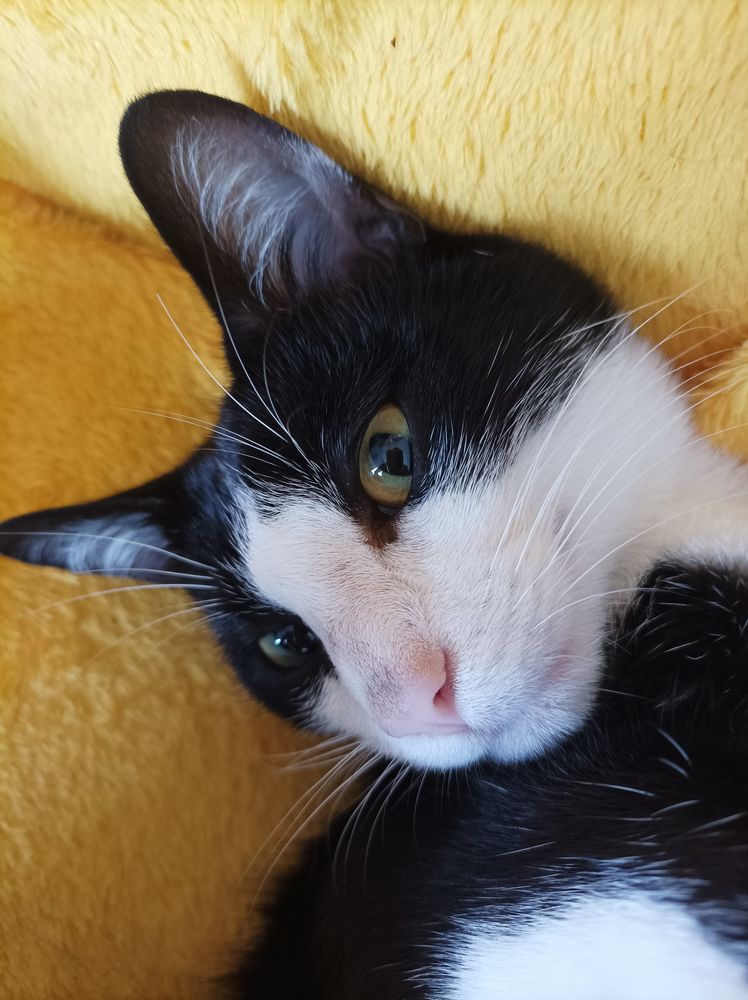 Pet-sitter / Garde d'animaux a Pessac Magonty (33) 0 33600 Pessac