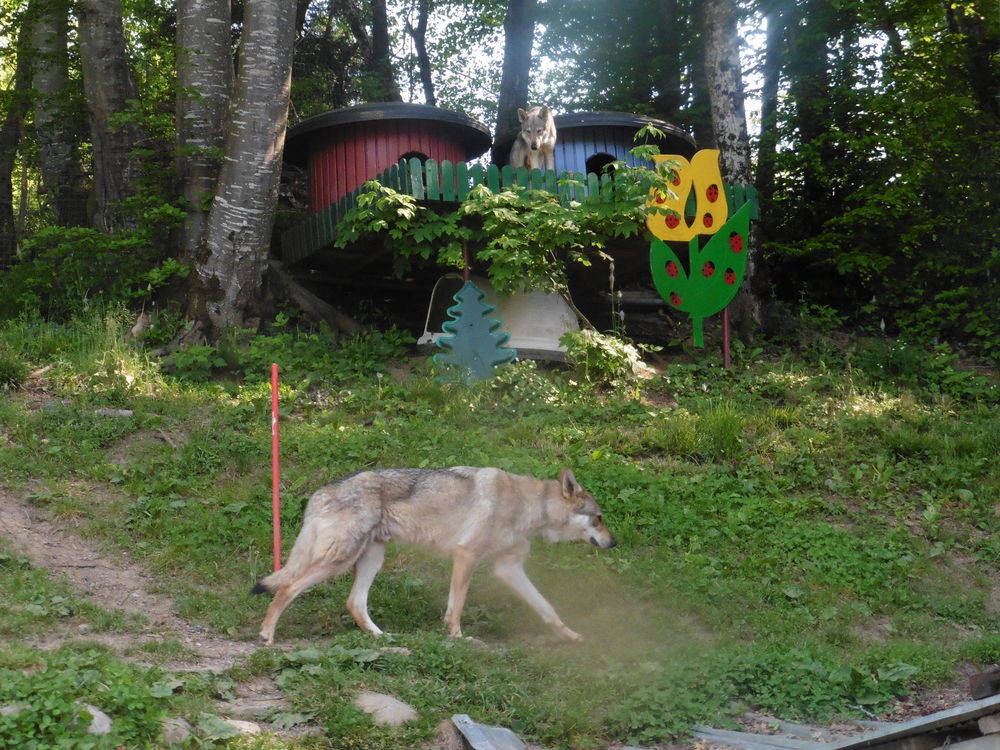 pension  chiens en libert&eacute;e concept unique pour 25� par jour 0 74420 Bo�ge