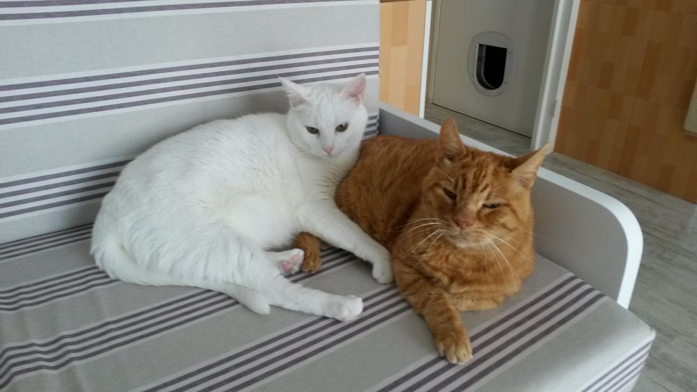 Garde de chats 0 77390 Verneuil-l'�tang