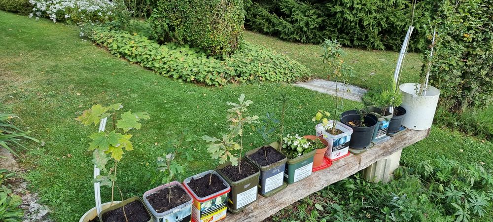 Petits ch&ecirc;nes d'Am&eacute;rique 0 59600 Maubeuge