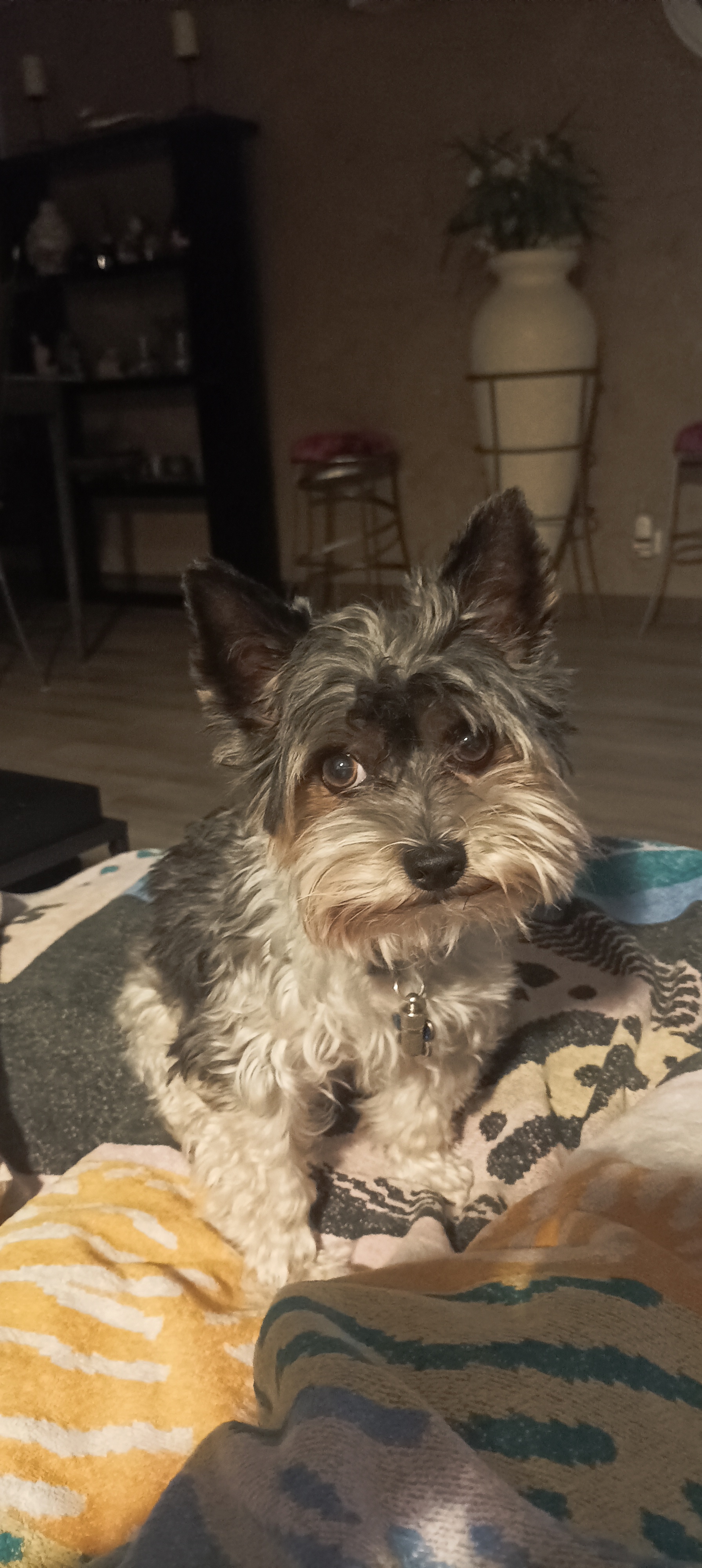 Pet Sitter garde chat, chien &eacute;duqu&eacute;s et oiseaux 0 38150 Roussillon