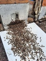 essaim d abeilles récupération intervention rapide  83190 Ollioules