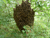 Récupére gratuitement essaim d'abeilles chez vous 0 31790 Saint-jory