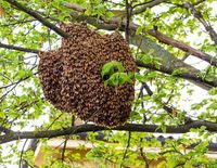 Apiculteur récupère les essaims d'abeilles 0 38150 Salaise-sur-sanne
