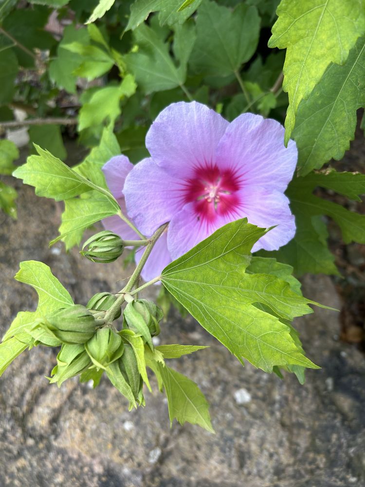Bonjour, je suis un jardinier En recherche de jardin, 0 06800 Cagnes-sur-mer