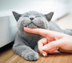 Garde animaux &agrave; mon domicile 0 71380 Saint-marcel