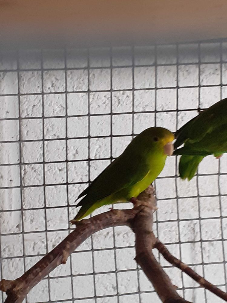 toui ete 0 22380 Saint-cast-le-guildo