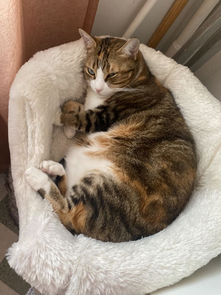 Garde d animaux 0 83000 Toulon