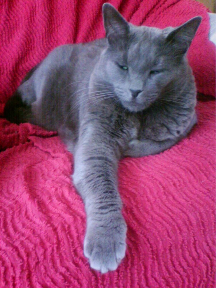 Garde d'un chat &agrave; mon domicile (ISSOUDUN 36) 0 36100 Issoudun