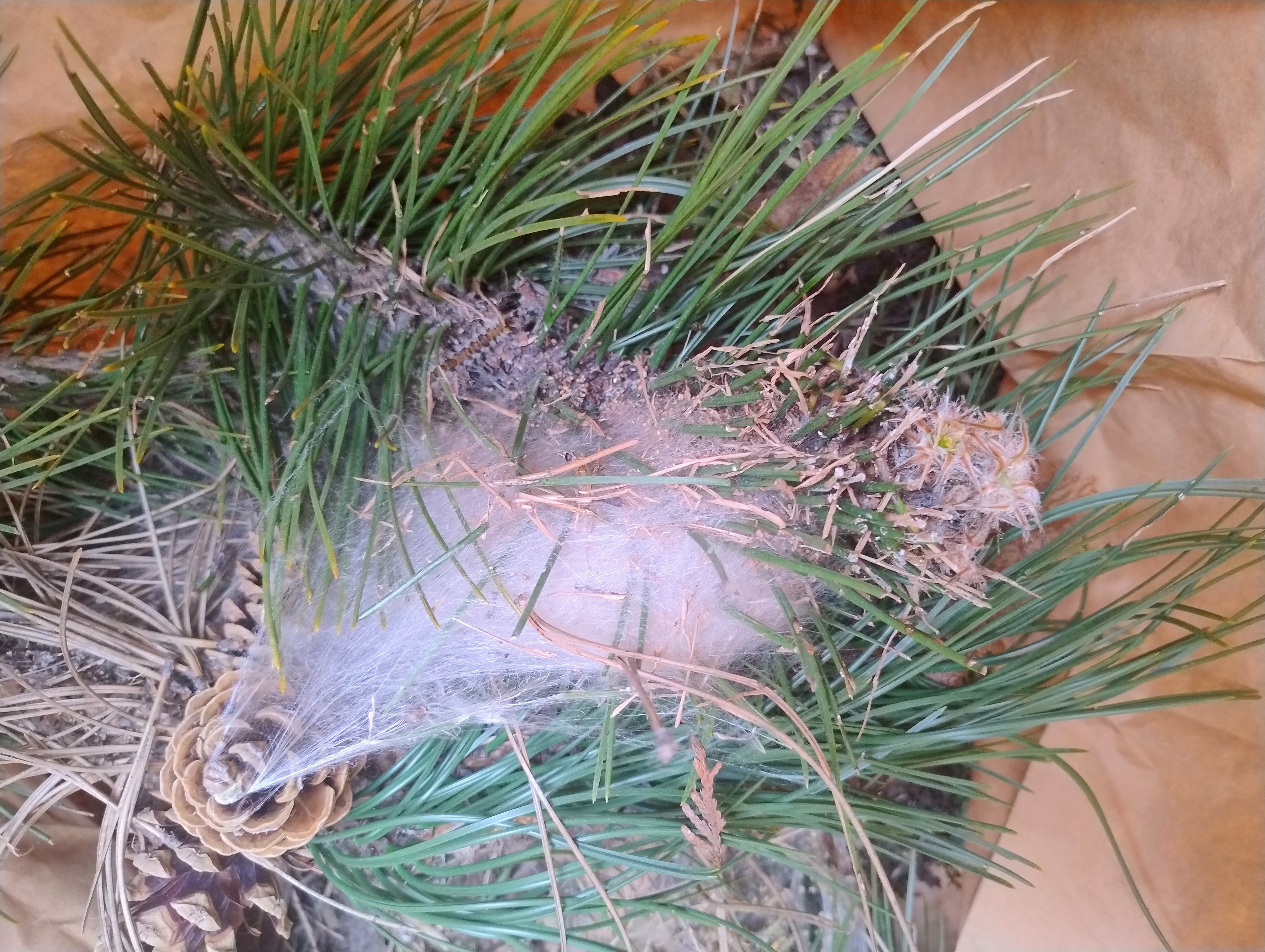 Chasseur de nuisibles 0 78990 �lancourt