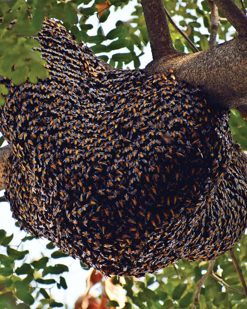 R&eacute;cup&eacute;re essaim d'abeilles 0 31790 Saint-jory