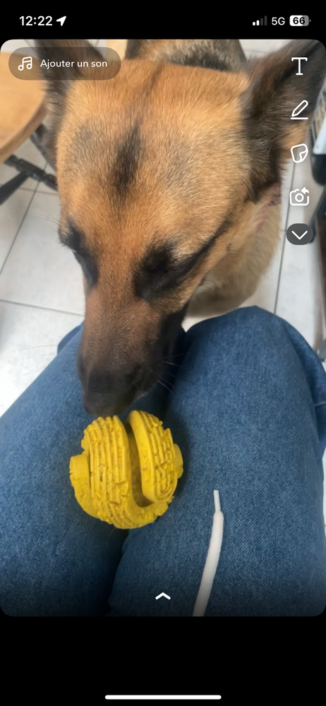 Pet sitter ou horse sitter 0 62100 Calais