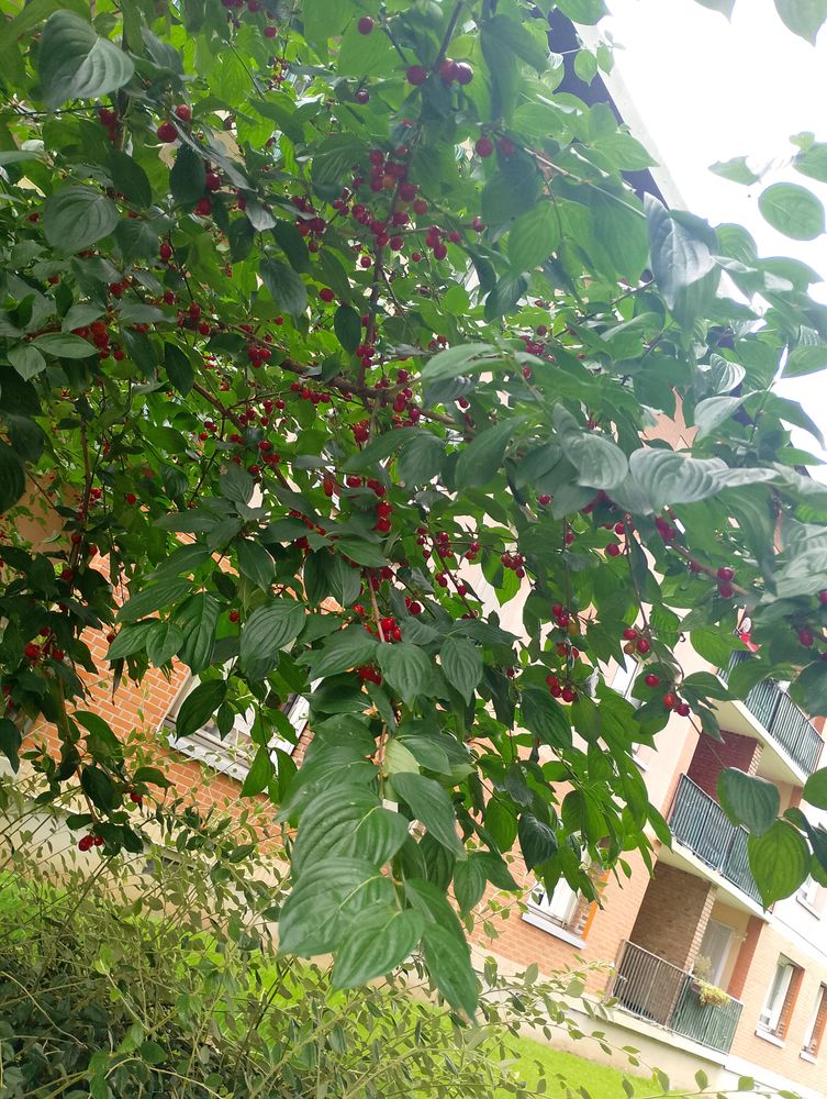 Jardinier paysagiste 0 93800 �pinay-sur-seine