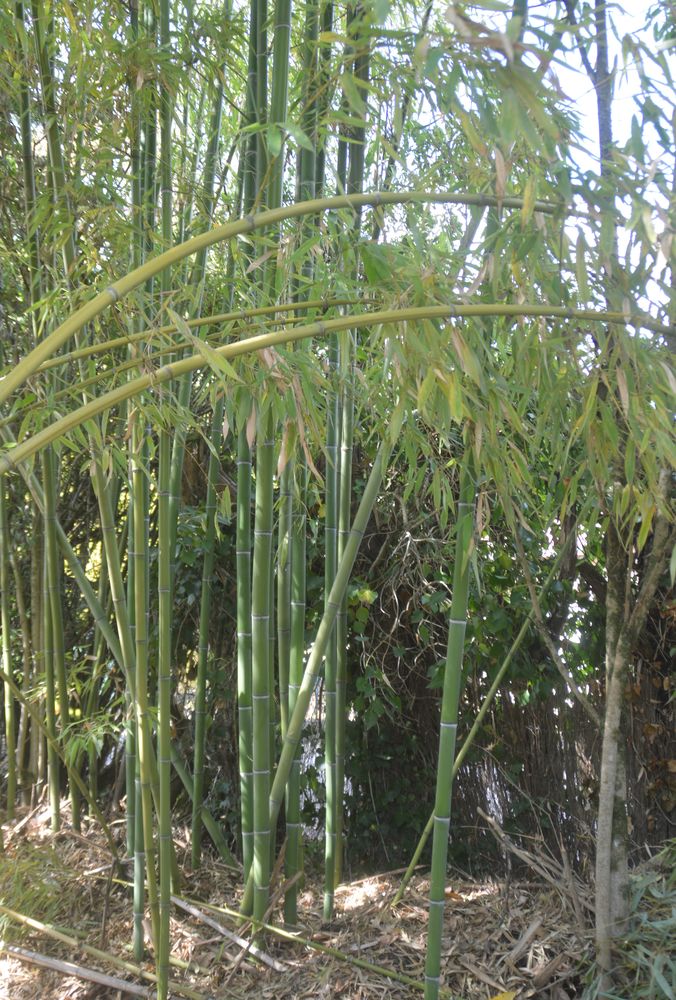 Donne bambous 0 82000 Montauban