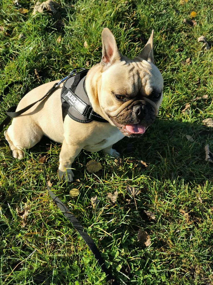 Garde animaux 0 89000 Auxerre