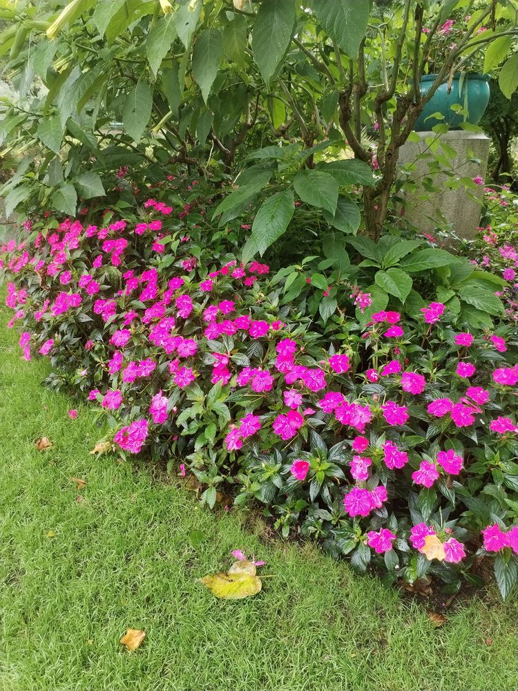 Jardinage 0 49130 Les ponts-de-c�