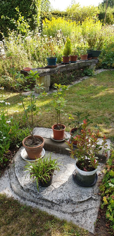 Petits ch&ecirc;nes d'Am&eacute;rique 0 59600 Maubeuge