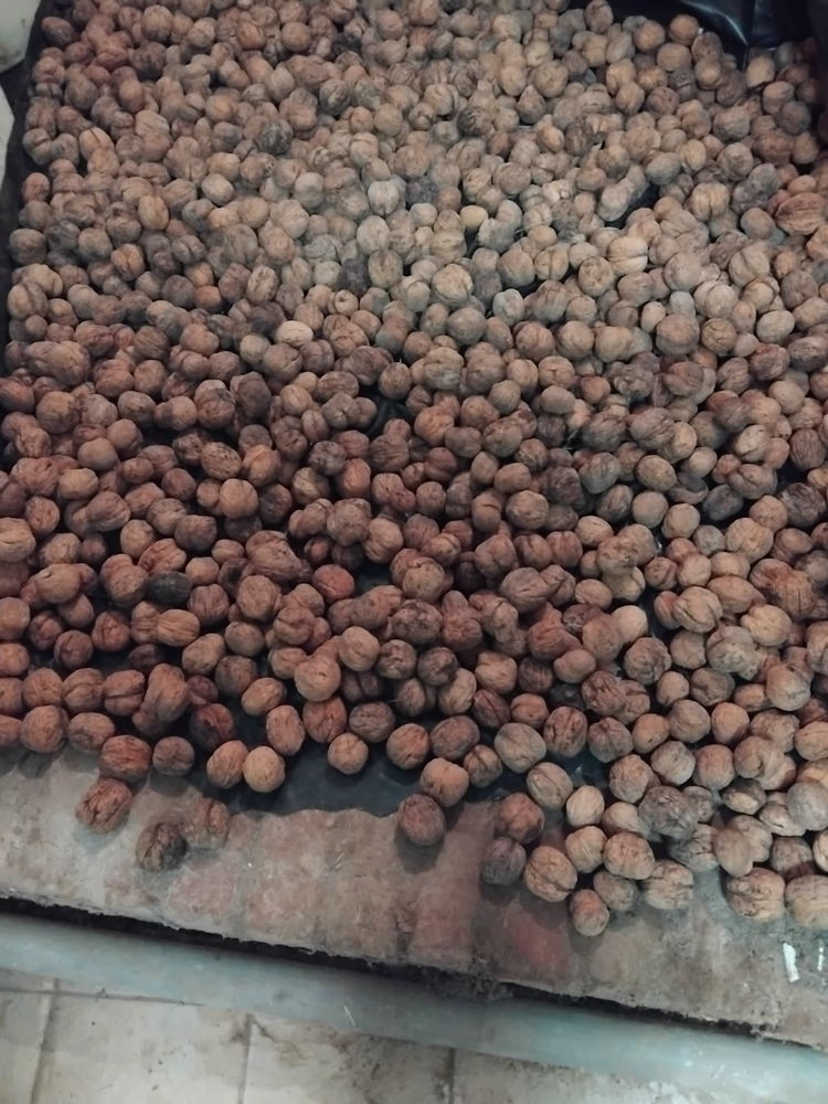 noix fra&icirc;ches 0 59000 Lille