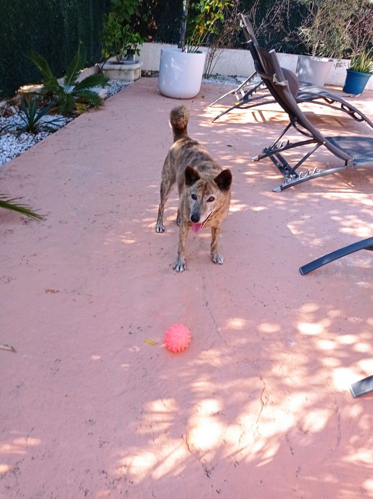 Garde chiens et chats 0 34170 Castelnau-le-lez