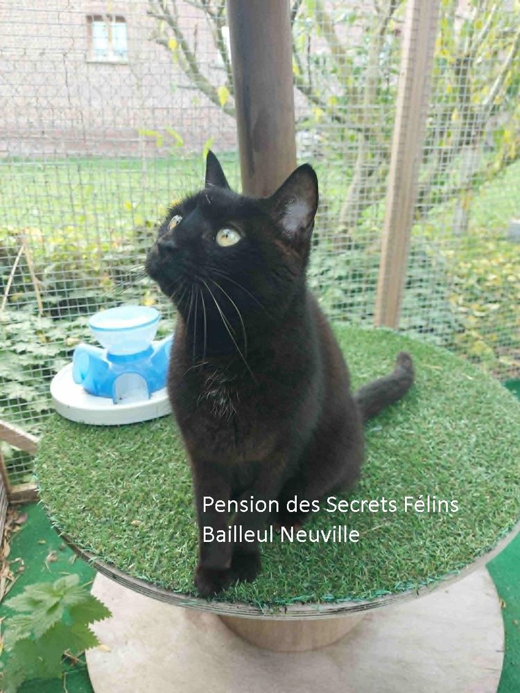 Pension chats 0 76660 Bailleul-neuville