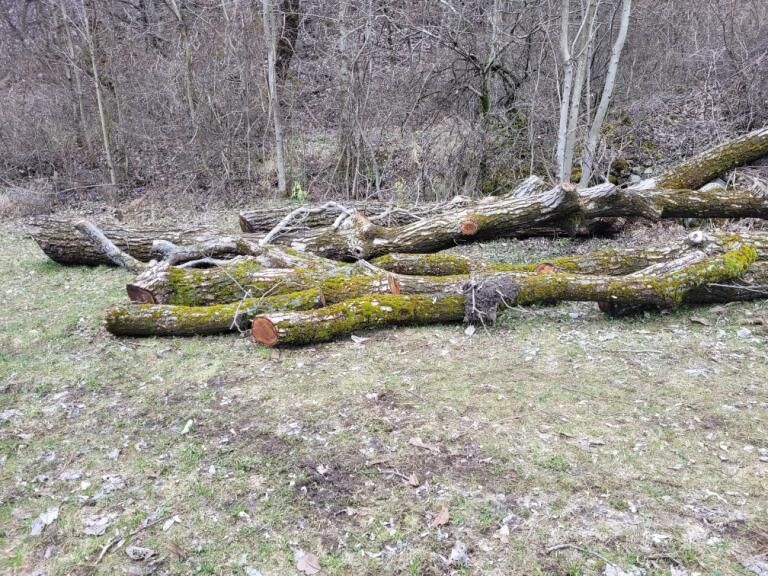 2 GRUMES DE BOIS D'OEUVRE - NOYER 0 05120 L'argenti�re-la-bess�e