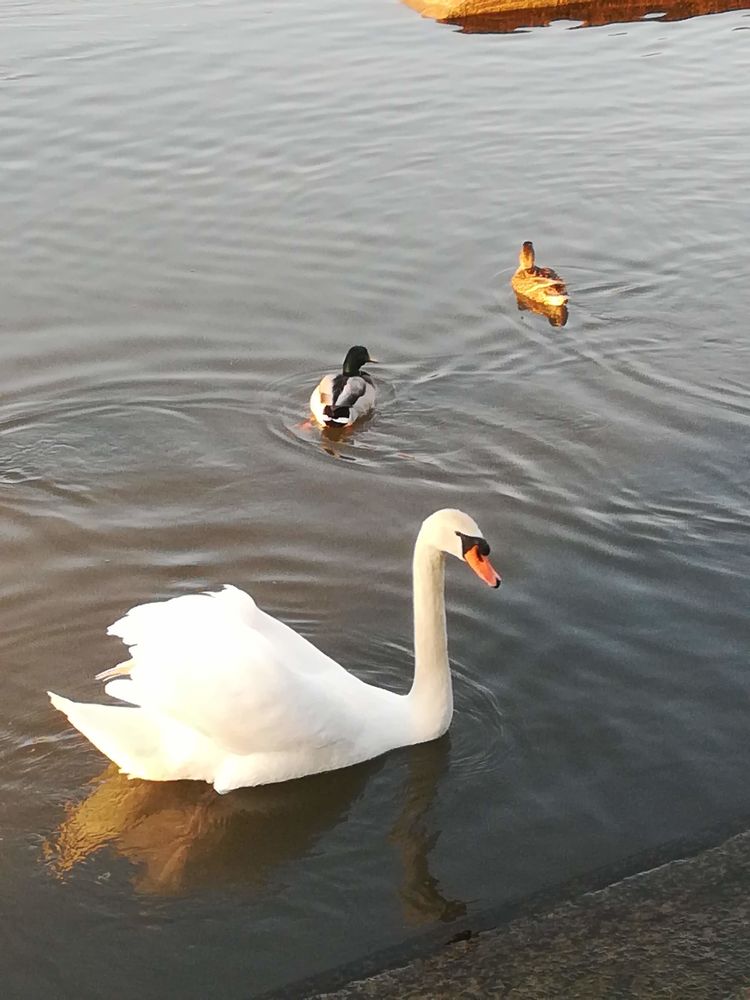 Femme de m&eacute;nage ayant de l'exp&eacute;rience 0 77130 Montereau-fault-yonne