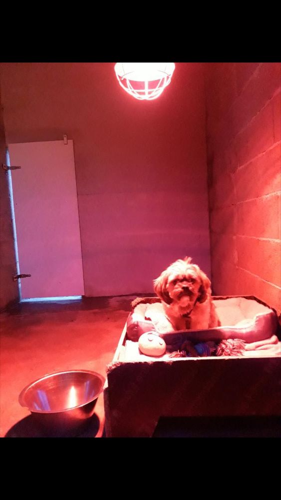 Pension canines 0 29400 Guimiliau