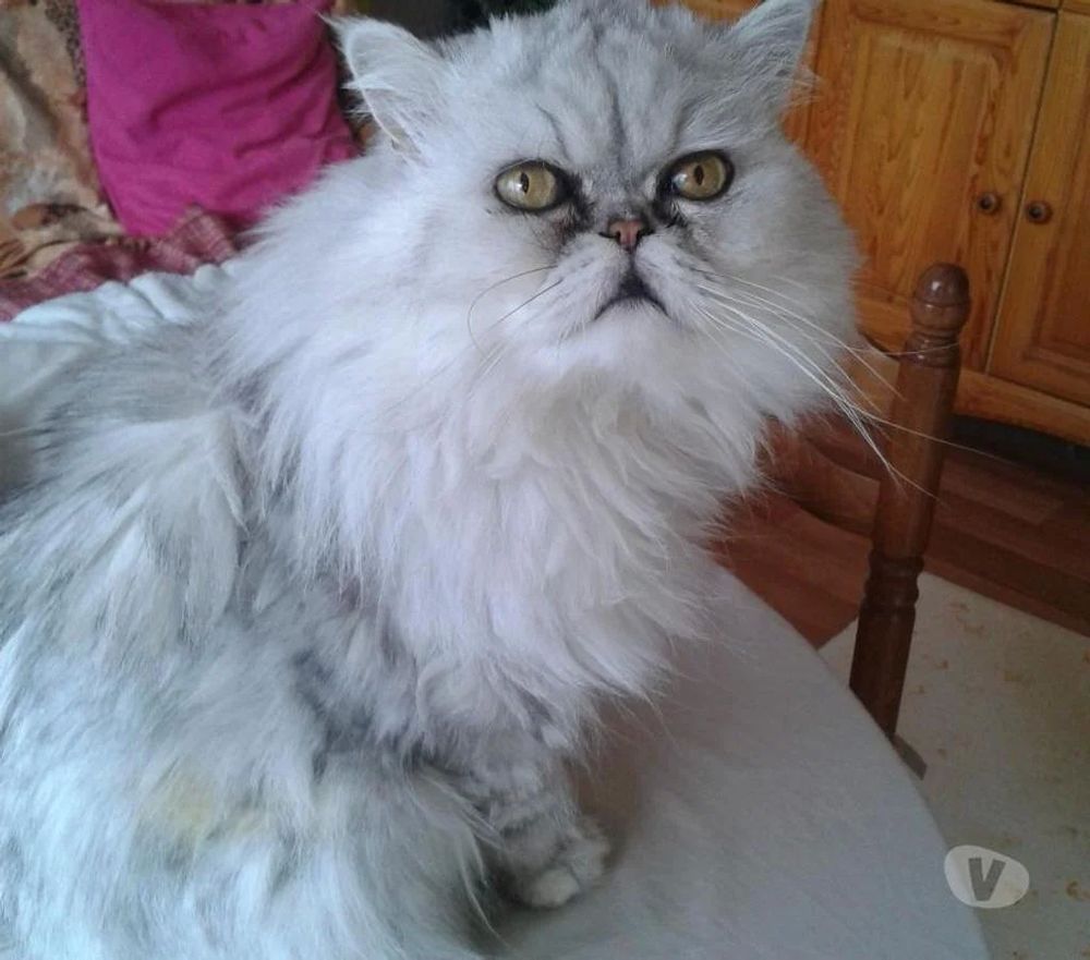 PROMENADE OU GARDE DE CHIENS 0 51100 Reims